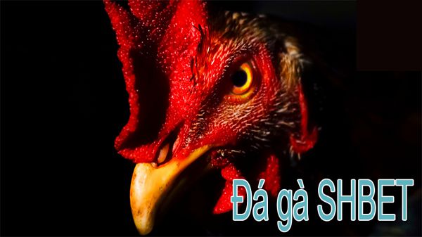 Cửa hàng trò chơi Acb8 và các trò chơi nổi bật - Acb8