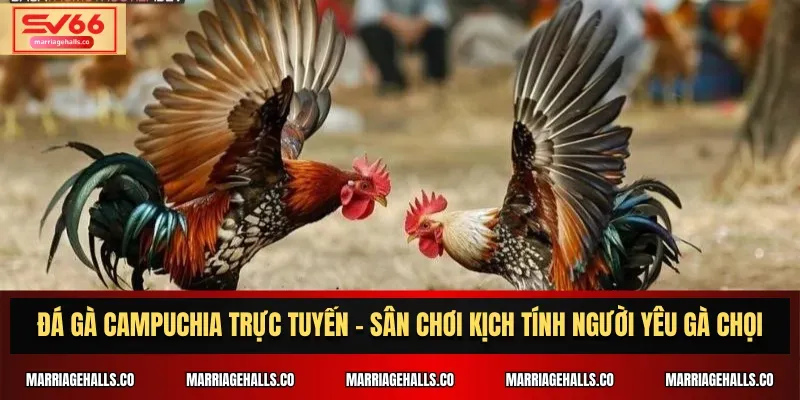 Trò chơi xúc xắc Mb66 thú vị đến mức nào? - Mb66